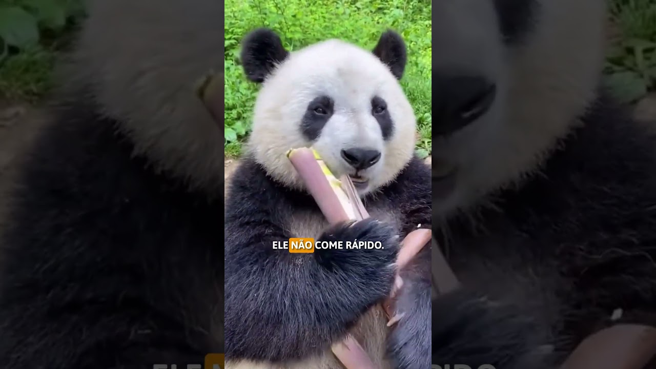 Esse bixo vive melhor que a gente