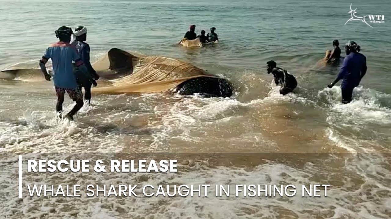 13-Ft Long Whale Shark Caught in Fishing Net Rescued by Fishers in Kerala