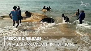13-Ft Long Whale Shark Caught in Fishing Net Rescued by Fishers in Kerala