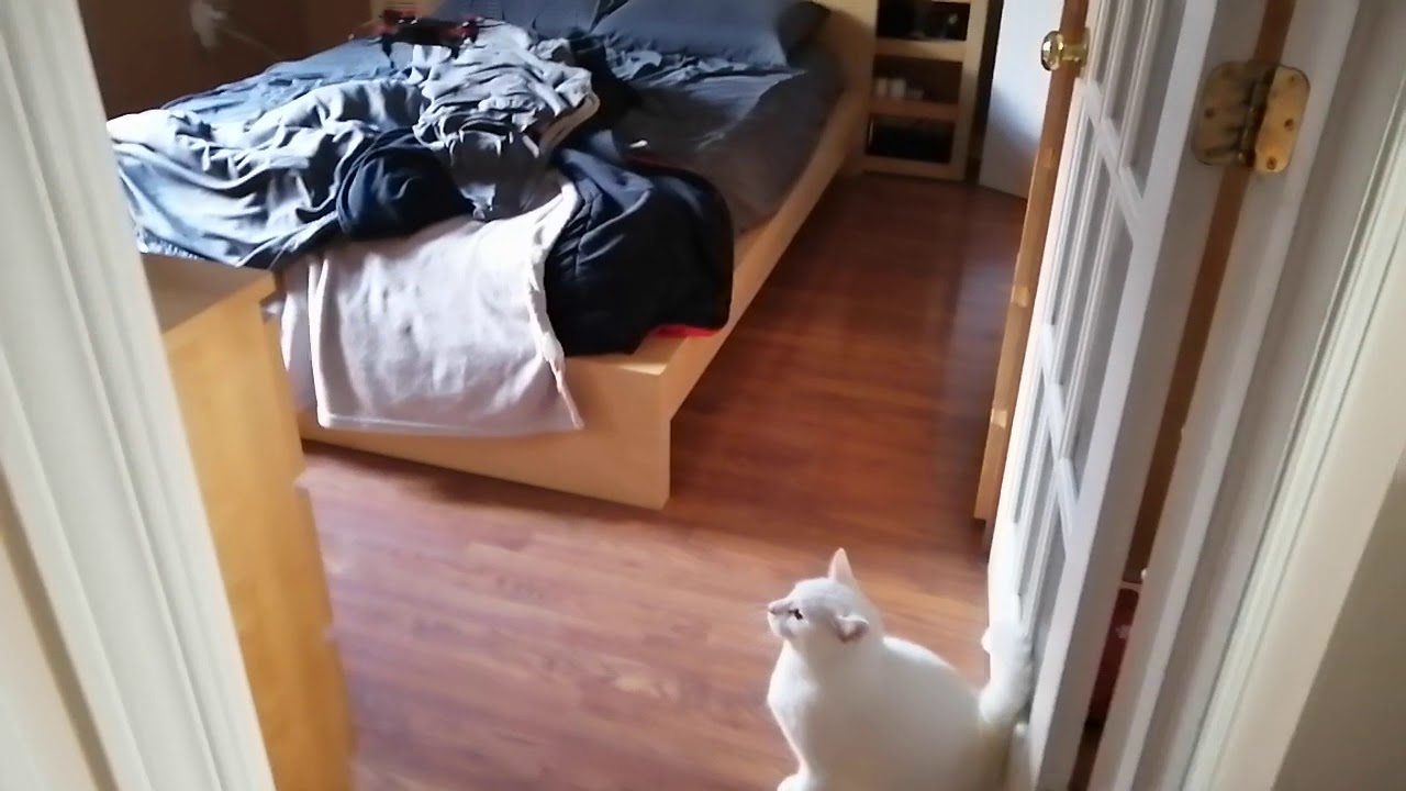 Zuri cat chasing a dron