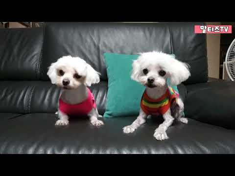 #568.말티즈 환타 블루 개껌 먹방