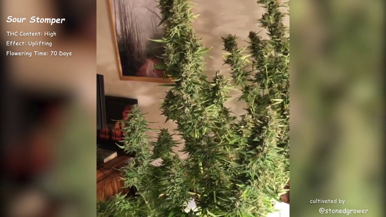 Sour Stomper\Mephisto Genetics Autoflowers\Grow Compilation