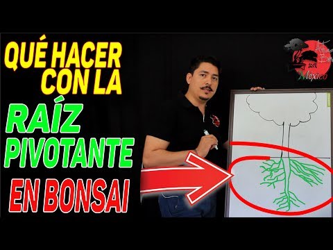 Video: ¿Qué planta tiene un sistema de raíz pivotante?