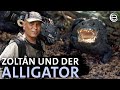 Alligator aus den Everglades | Erlebnis Erde