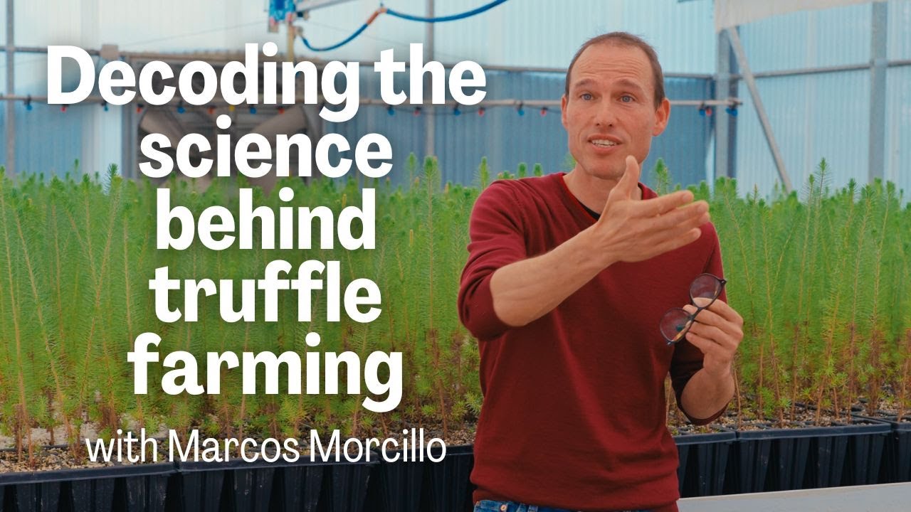 Decoding the science behind truffle farming, with Marcos Morcillo