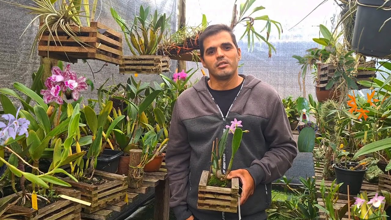 Orquideas encantadoras 🌷🌹🌺+ dicas de cultivo+produção de caxepot ,e muito chuva  🌧