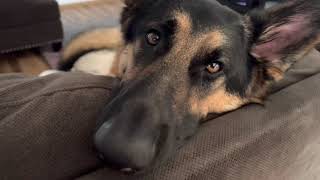 How DANGEROUS are German Shepherds *kids addition