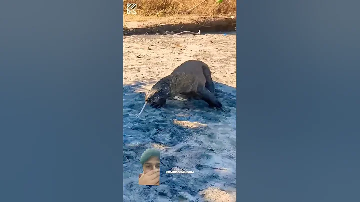 the goat was angry with komodo😡# komodo# viral# wildlife # komodoisland#komodoindonesia