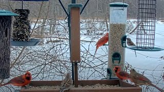 Northern Cardinal Craziness At Cornell Lab FeederWatch Cam – Feb. 18, 2024