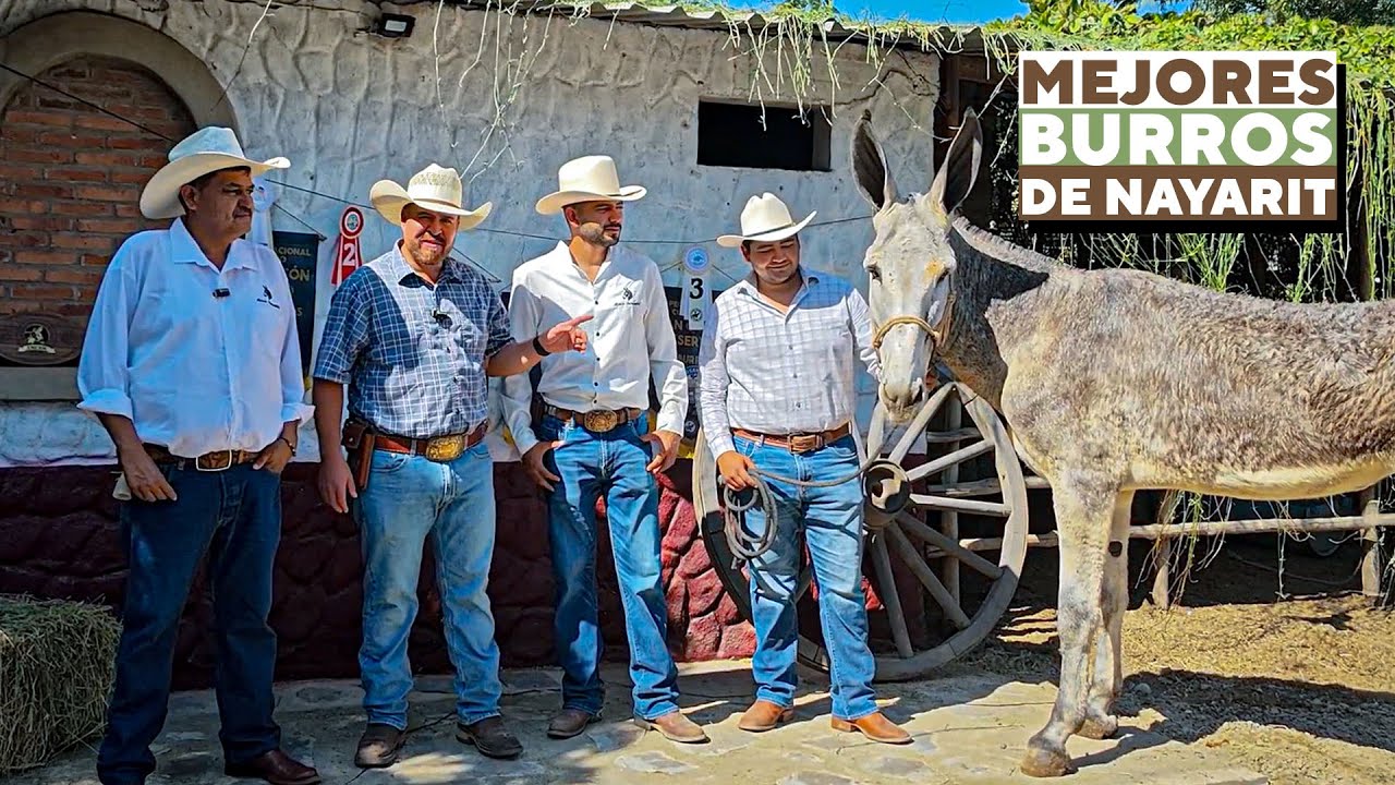 El maestro en la Crianza de Burros: Visitamos a los Expertos del Rancho Bambú en Nayarit