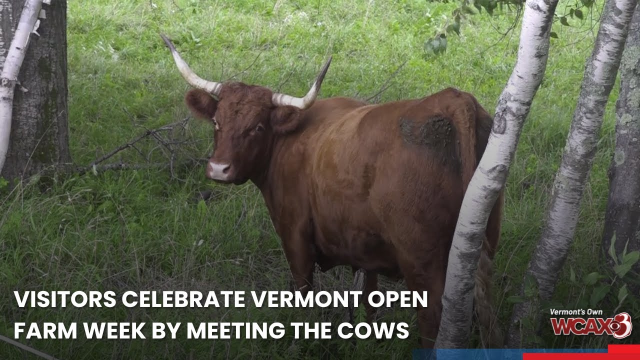 Visitors celebrate Vermont Open Farm Week by meeting the cows YouTube