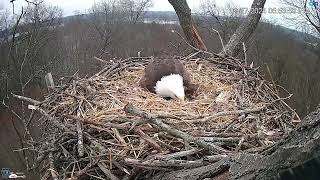 Hanover Pa Live Streaming Bald Eagle Nest Webcam Hdontap Com Mozilla Firefox 2024 02 27 17 54 0