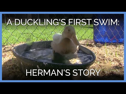Lucky Ducky: Watch
