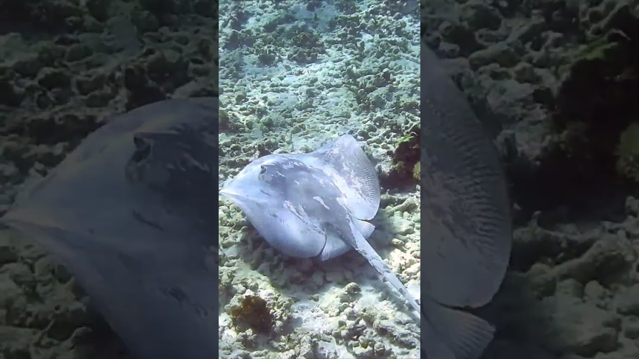 Friendly Stingray, Akumal Bay, Mexico