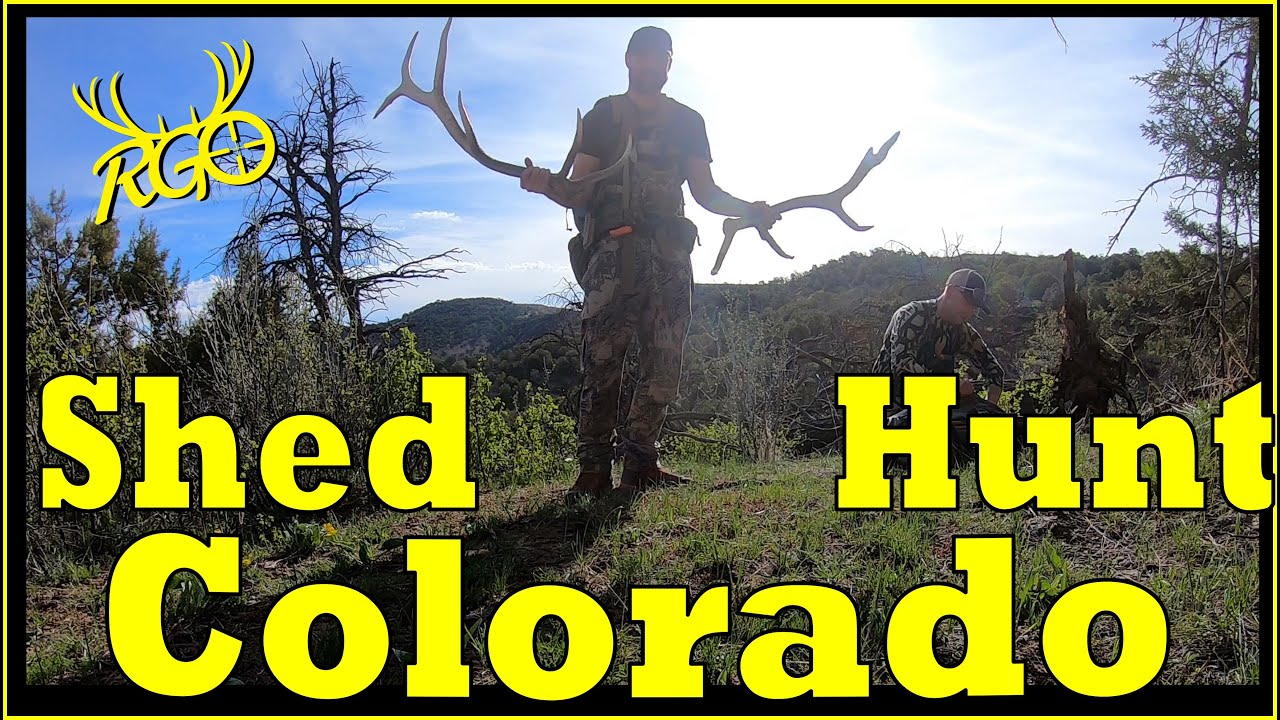 Colorado Shed Antler Hunting | RGO 