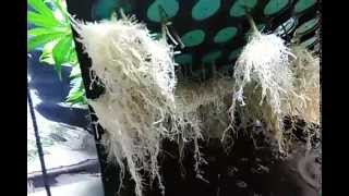 Oxycloner 80 in action, those where rescue clones. You had to be there๐