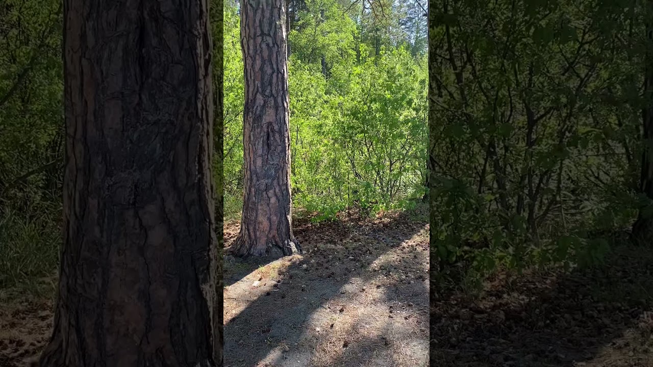 Sounds of wildlife. Toads talking near the lake Turgoyak. Relax music