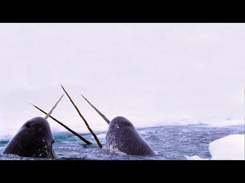 Meet the "Unicorns of the Sea" | Oceana