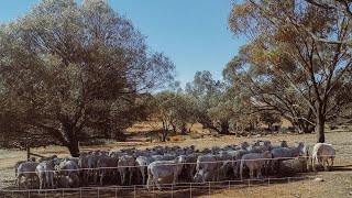 Moondyne Joe festival - Come with us &amp; explore Toodyay Western Australia | Bush Ranger