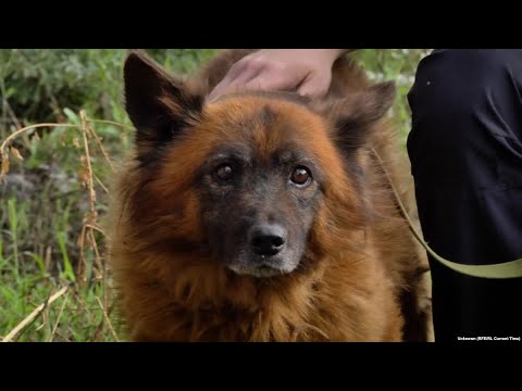 Video: Hišni ljubljenček: vojak namerava pripeljati kuvajtske mačke doma, žrtve trgovine z ljudmi, ki so letele v svobodo