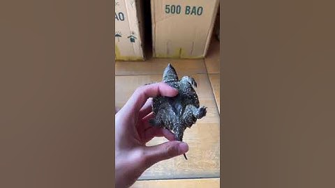 Comx đực tay to mặt dữ #reptile #turtle #pet #bosat #rùa #commonsnapping #ruacasau #snappingturtle