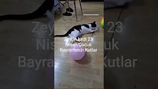 #cat #kedi#kesfet #Zeytin Kedi 23 Nisan Çocuk Bayramınızı Kutlar