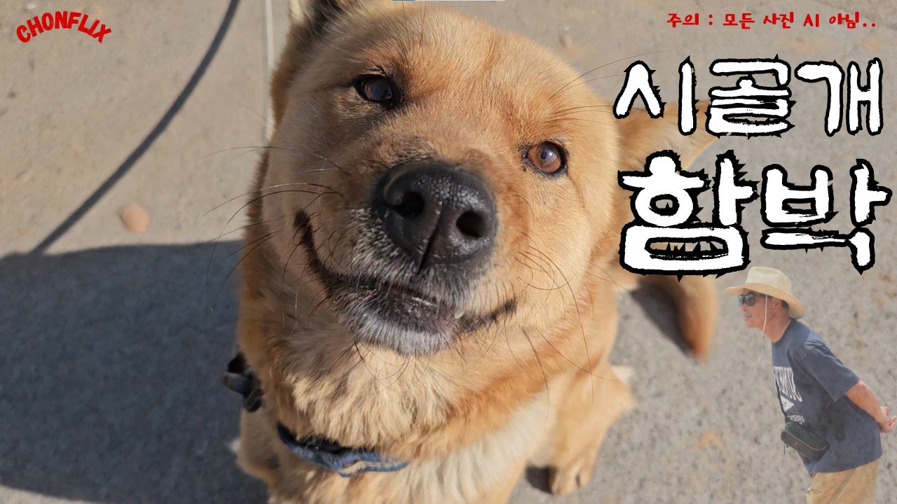 시골개 함박 #시고르자브종