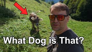 Vlog in Swiss Alp Lake | Big Trip Soon