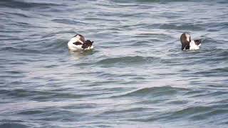 Zeevogels op de zuidpier, alk en zeekoet, #122 razorbill and common guillemot by Paul Saager 356 views 7 months ago 3 minutes, 55 seconds