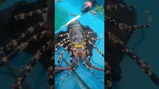 Malaking Labster.. Banagan