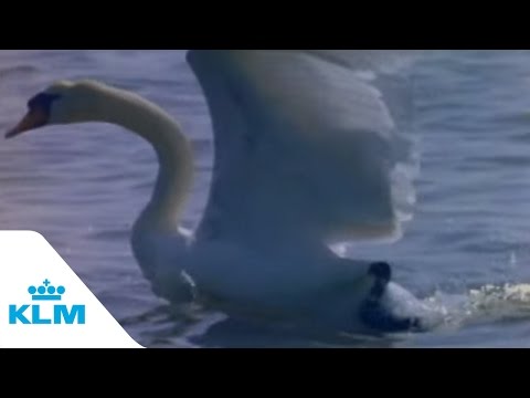 KLM's Historical Swan Commercial: One Day I Fly Away (1995)