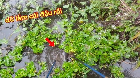 Kích Cá Mương Vườn Bất Ngờ Đụng Hàng Khủng Gần 2 Ký | kích cá miền tây 