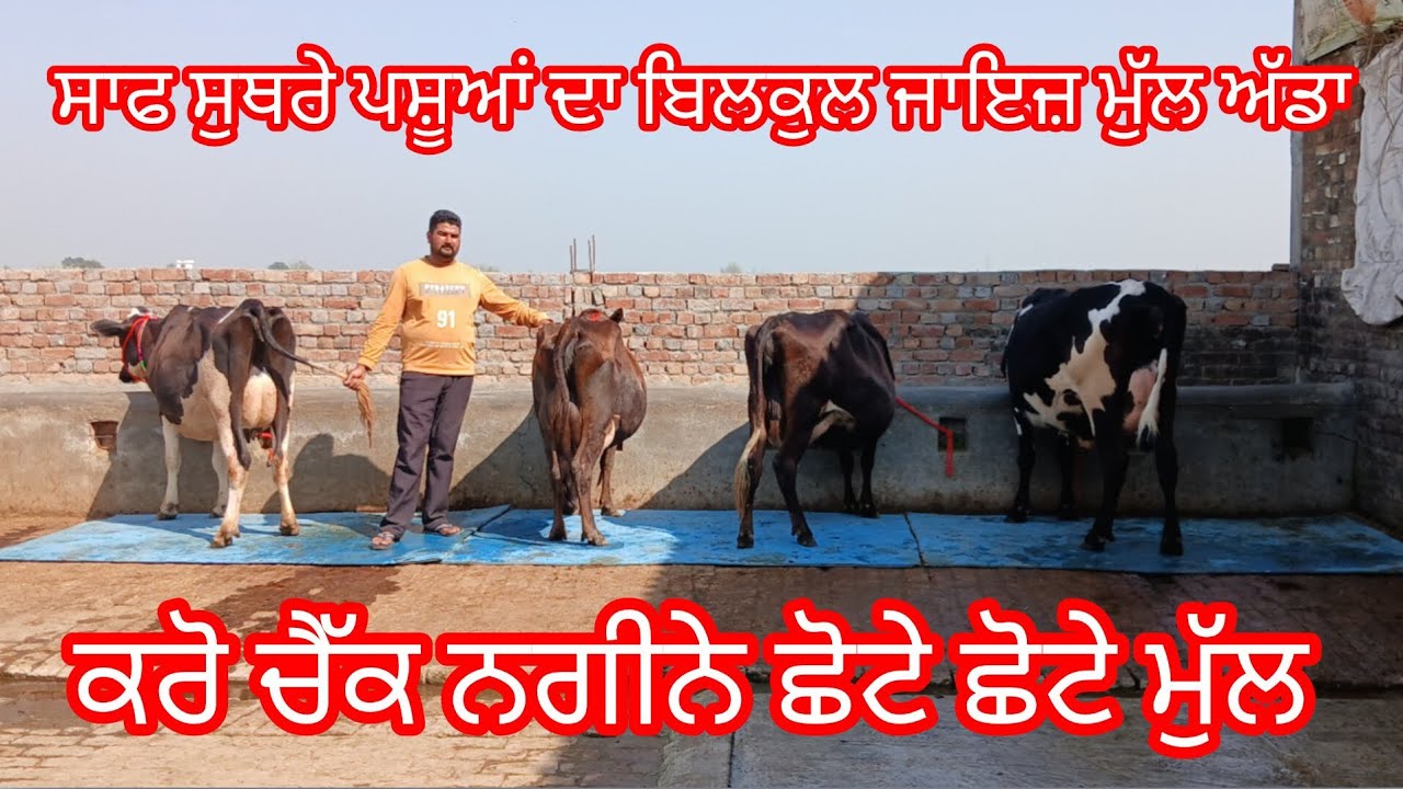 ਫੋਨ 6283599676 ਸਾਫ ਸੁਥਰੇ ਪਸ਼ੂਆਂ ਦਾ ਜਾਇਜ਼ ਮੁੱਲ ਅੱਡਾ ਲੁੱਟ ਲਓ ਮੇਲਾ/cow for sale /cheema dairy farm 
