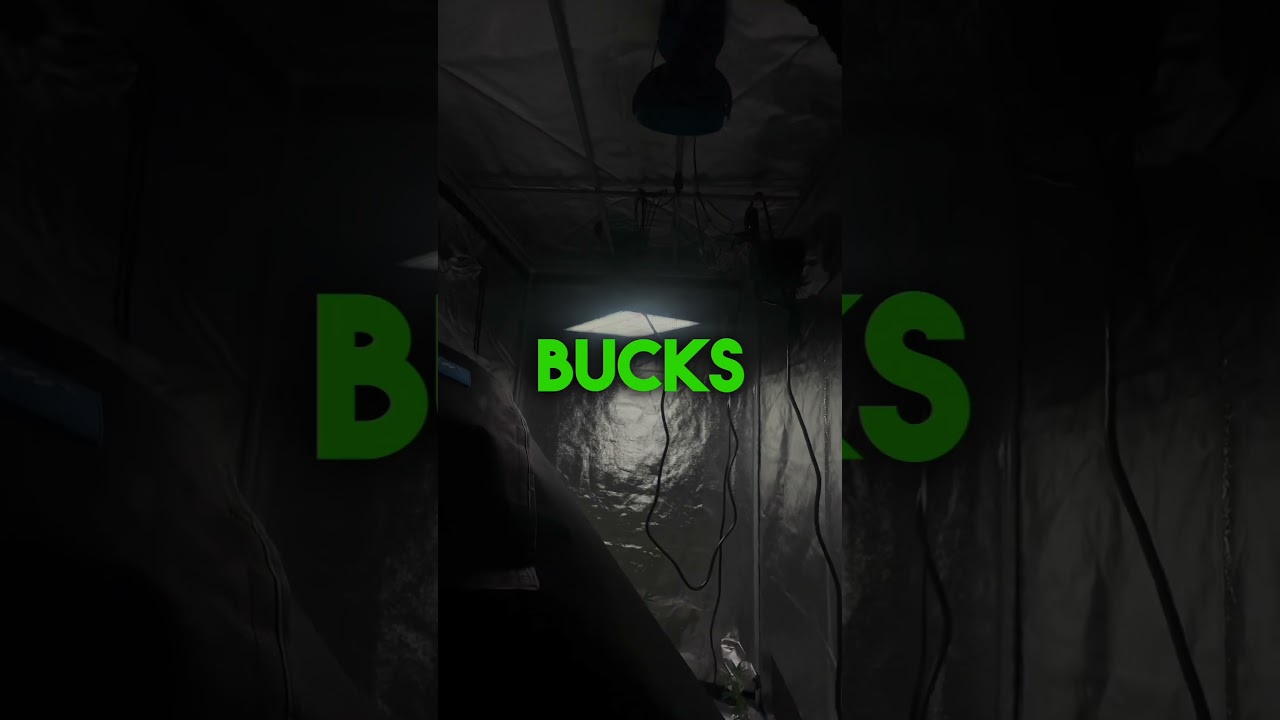 THE BEST 4X4 (BUDGET) GROW TENT