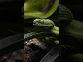 How different Animals yawn #facts #animals #wildlife #animalfacts #naturedocumentary