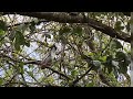 White Winged Dove mating dance and call