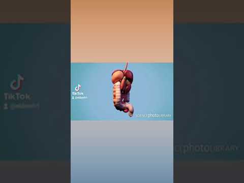 расположение органов человека