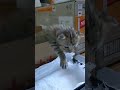 子ねこ、生後10日のキジニャン太と茶トラふうちゃん10-day-old kittens Nyanta and Fuu-chan#shorts #子ネコ