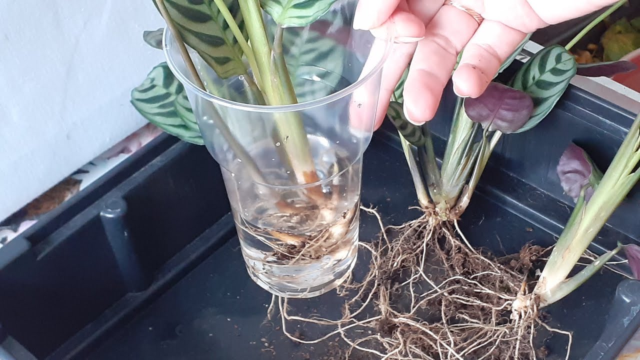 How To Propagate Calathea Plants