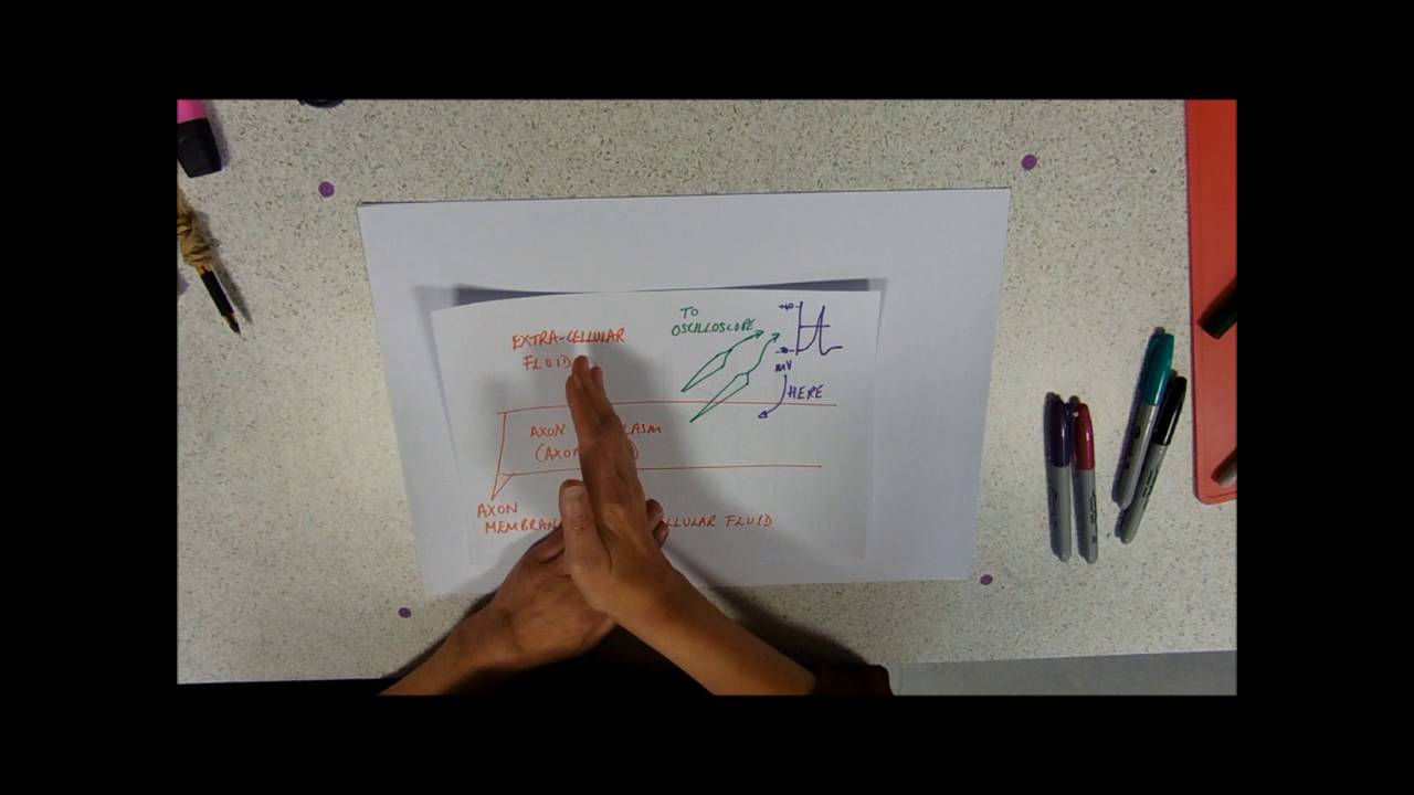 The Action Potential - YouTube