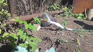 Обзор нашего маленького урожая на дачном участке,дачные хлопоты!!