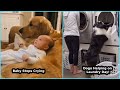 AnimalsBeingBros for 10 Minutes Straight | Adorable Animal Moments | AWESOME ANIMALS | #6