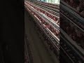 poultry farming #shorts  #layerfarming #poultryfarming