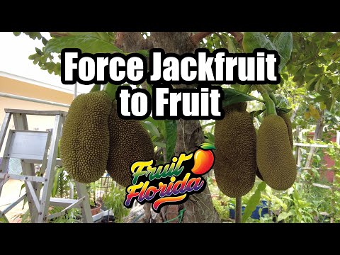 Jackfruit Tree Problems