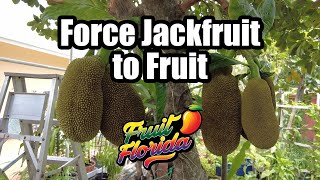 Force Jackfruit to Fruit