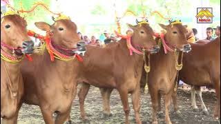 PENAMPILAN SAPI SONOK LUNAMAYA, PARABAN NGISEL DAN ANAK MANJA