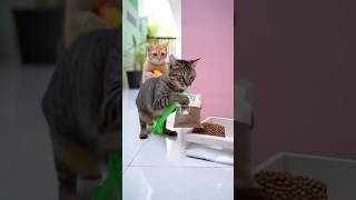 Too Clever for Humans! 😹#shorts #cat #robbery