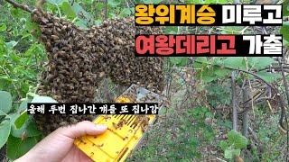 여왕벌 7마리 만들어서 2마리 데리고 3번째 집나가버리는 꿀벌세력