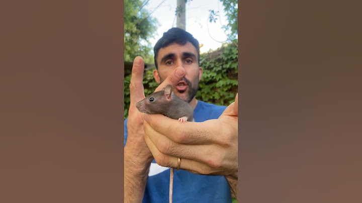 3 Curiosidades sobre las ratas!! 🐭