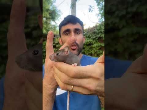 Video: Rata Garn: descripción, hábitats. exterminio de ratas